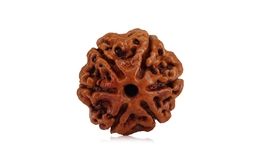 Natural 6 Mukhi Nepali Rudraksha